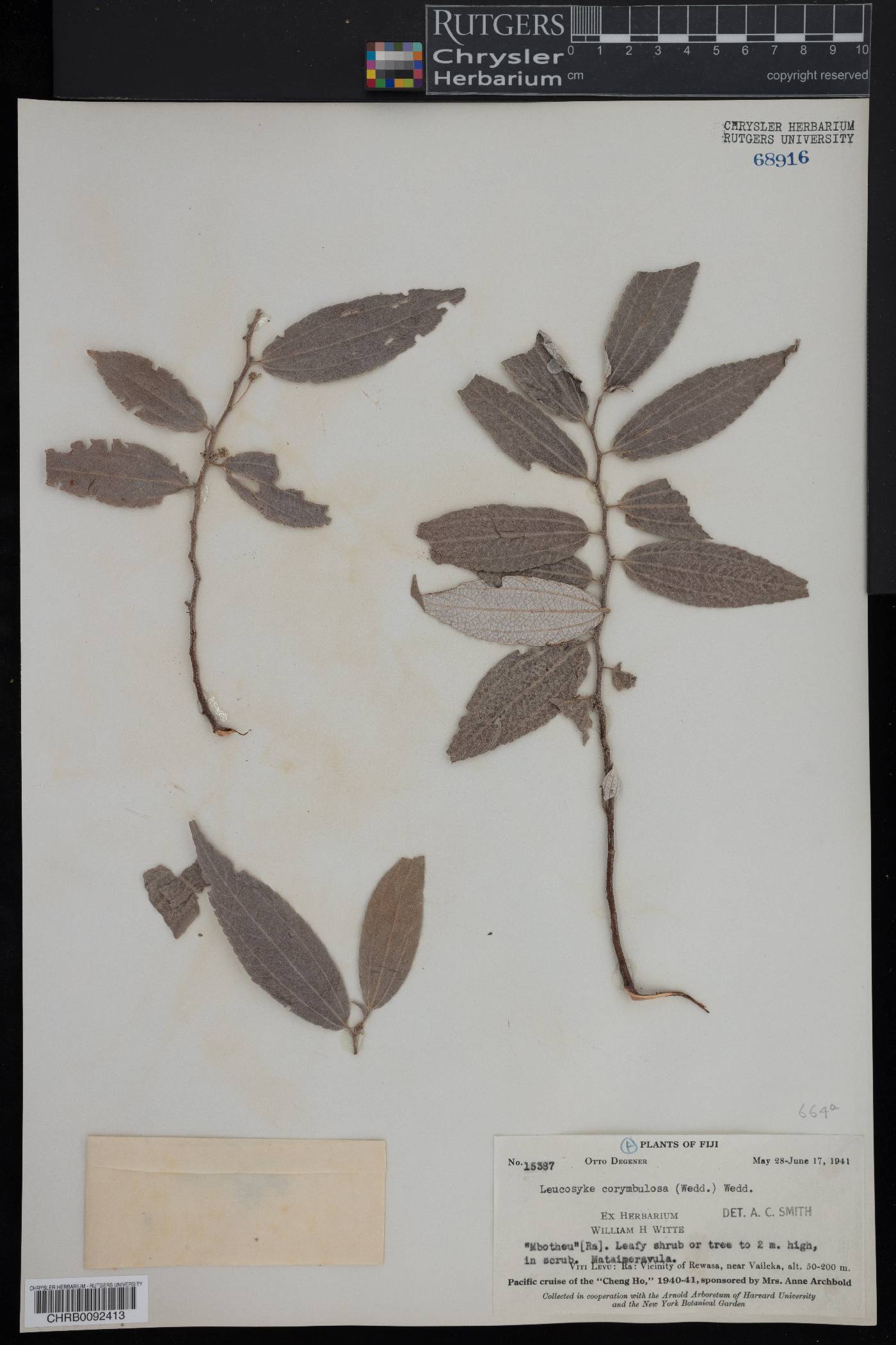 Leucosyke corymbulosa image