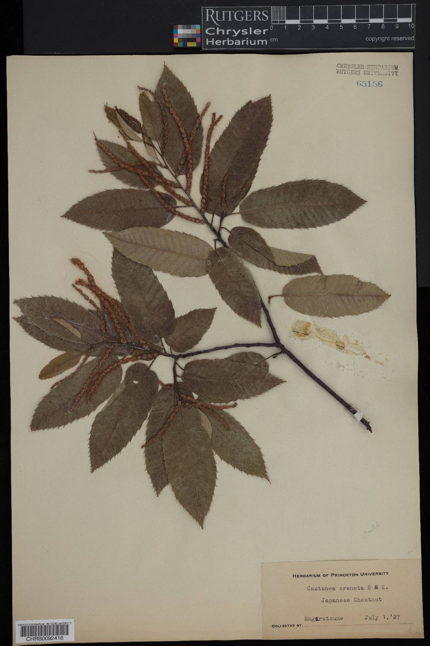 Castanea crenata image