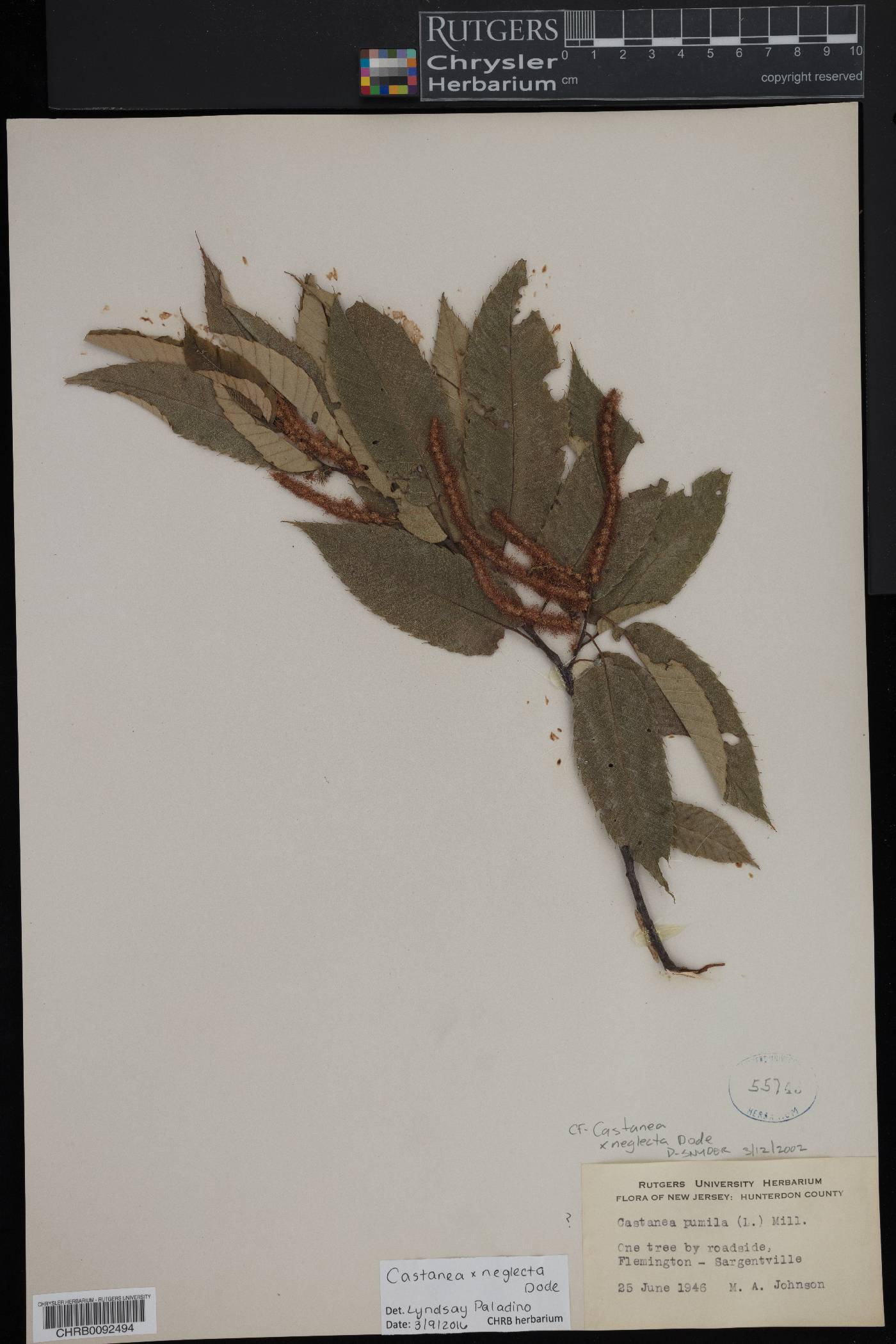 Castanea x neglecta image