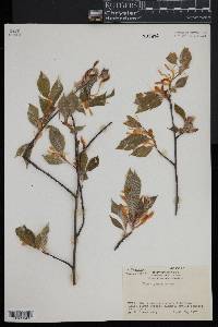 Image of Fagus japonica