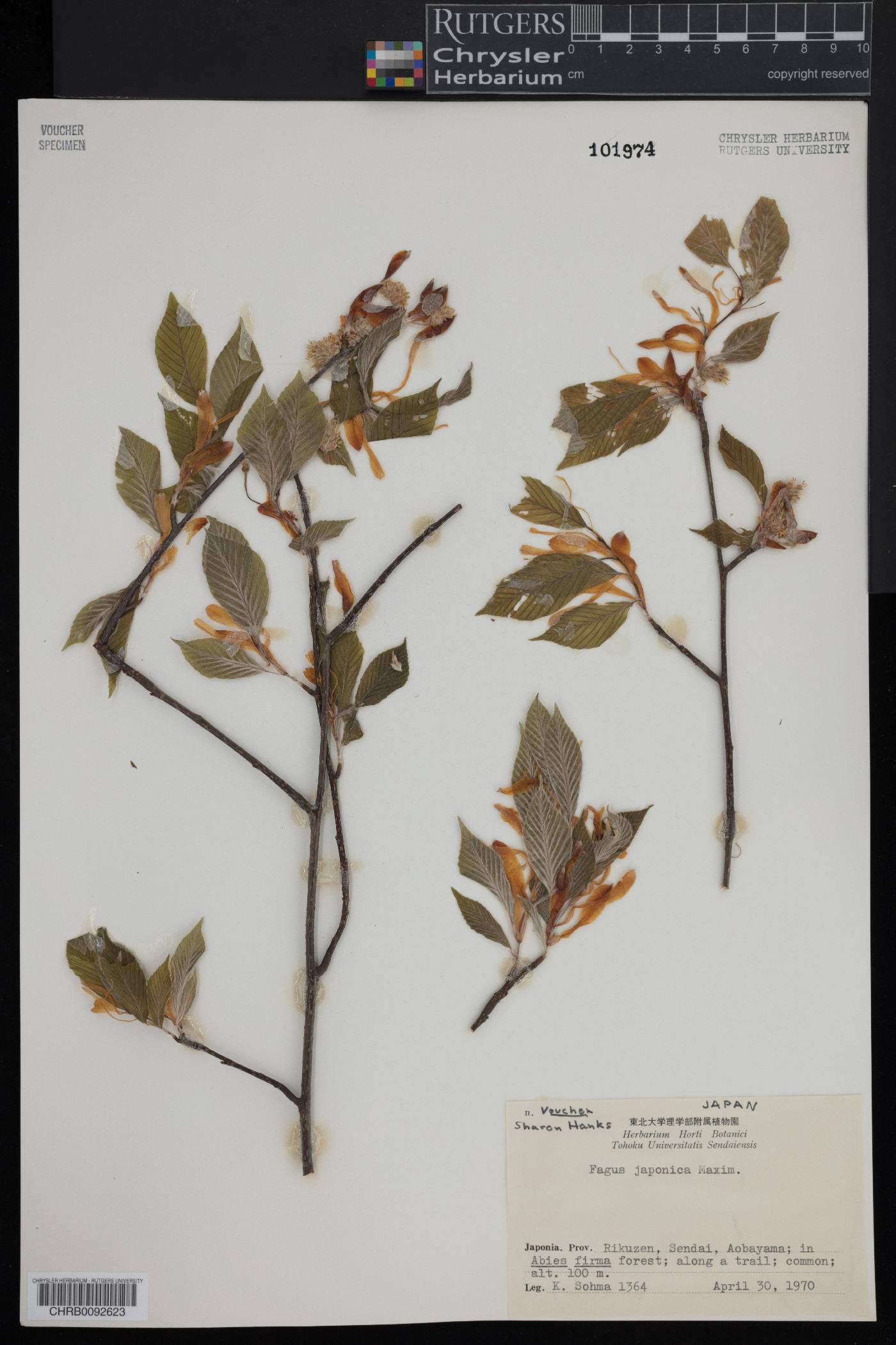 Fagus japonica image