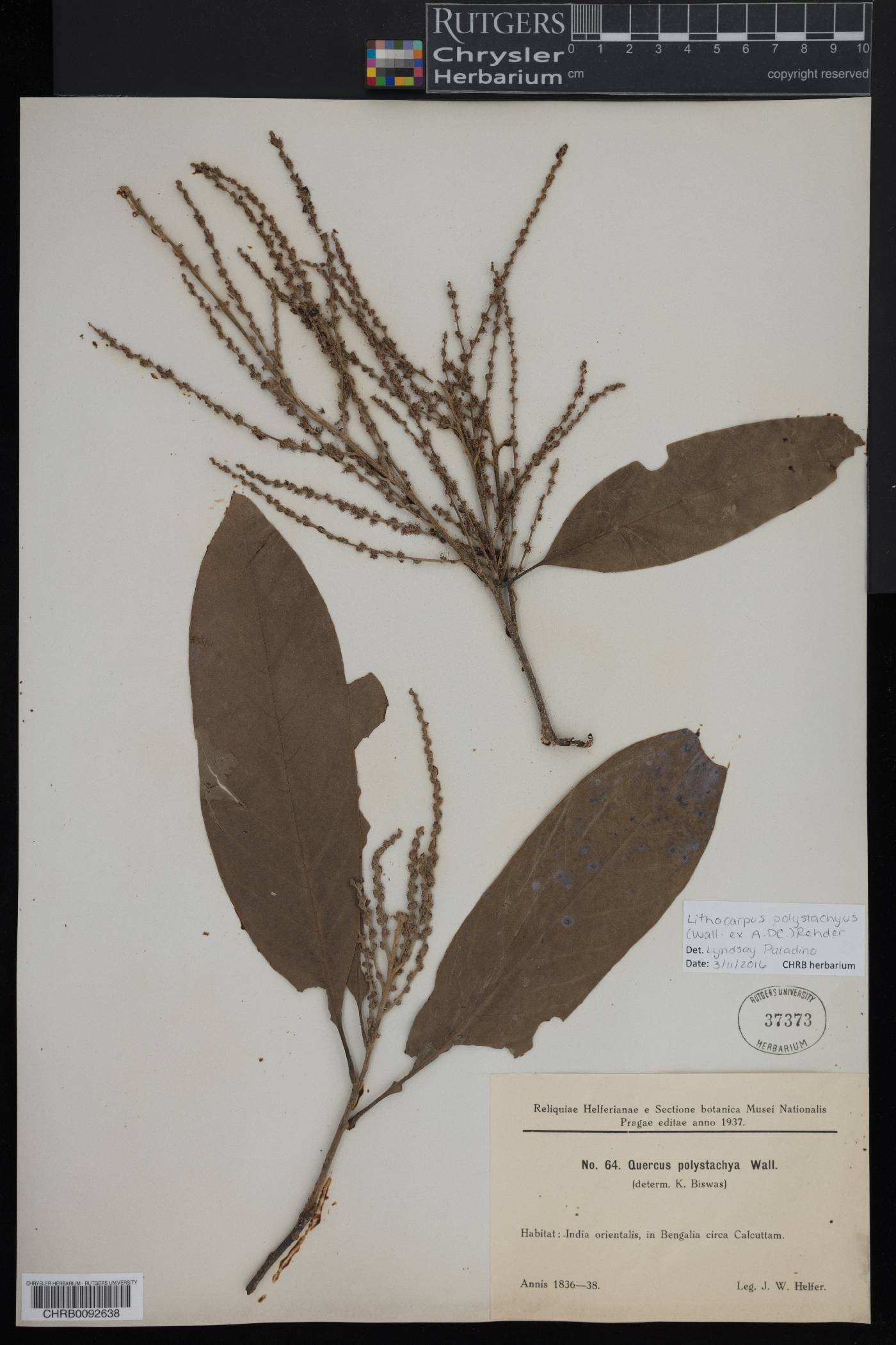 Lithocarpus polystachyus image