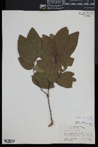 Nothofagus alpina image