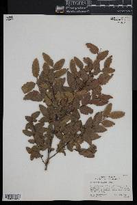 Nothofagus obliqua image