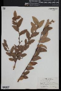 Nothofagus obliqua image