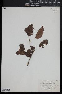 Nothofagus obliqua image