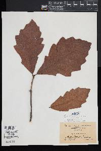 Quercus bicolor image