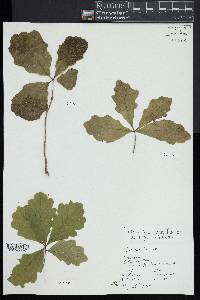 Quercus bicolor image