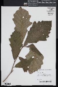 Quercus bicolor image