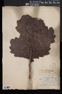 Quercus bicolor image