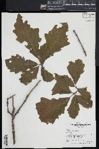 Quercus bicolor image