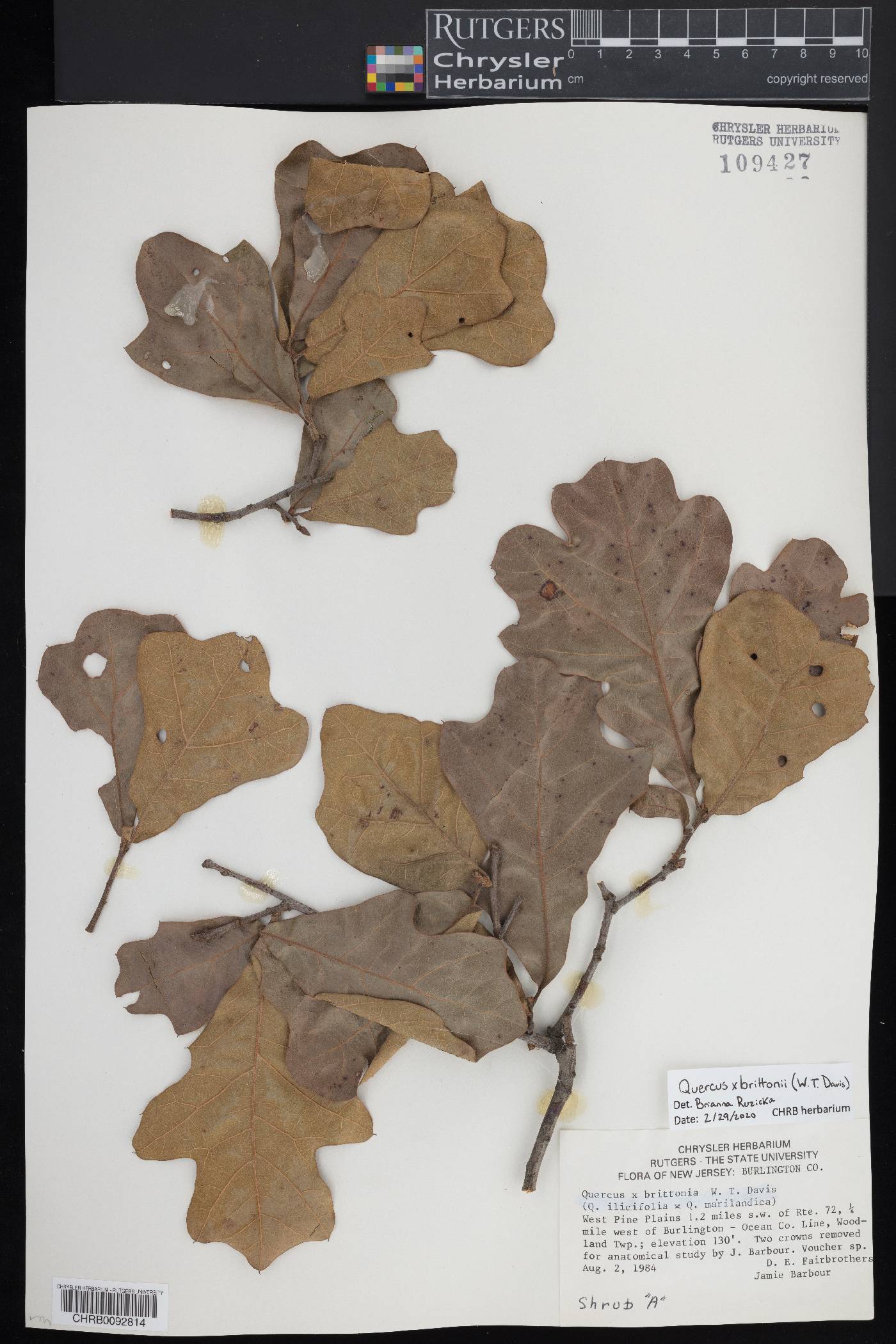 Quercus x brittonii image