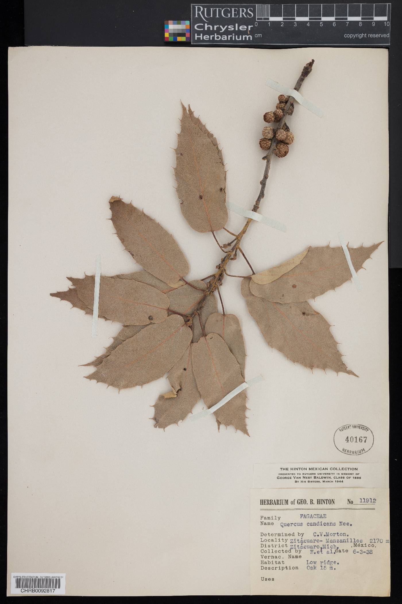 Quercus candicans image