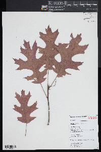 Quercus coccinea image