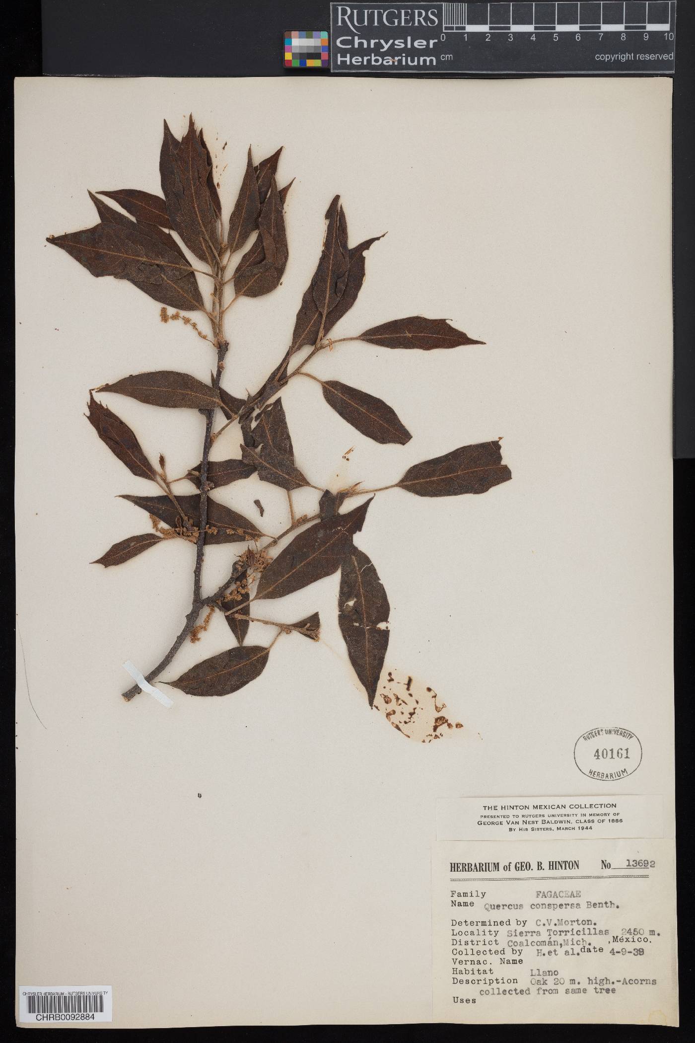 Quercus conspersa image