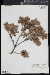 Quercus durata image