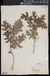 Quercus gambelii image