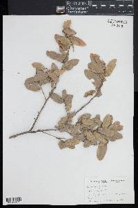 Quercus grisea image