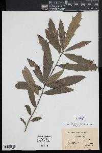 Quercus x heterophylla image