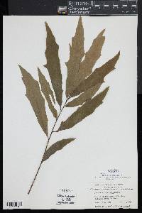 Quercus x heterophylla image