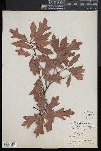 Quercus x heterophylla image