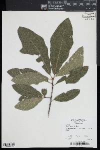 Quercus x heterophylla image