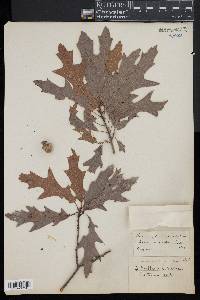 Quercus x heterophylla image