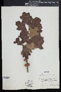 Quercus ilicifolia image