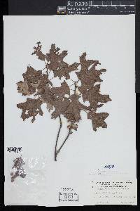 Quercus ilicifolia image