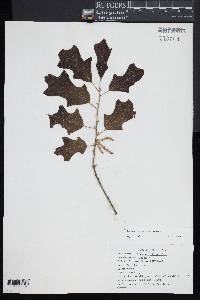 Quercus ilicifolia image