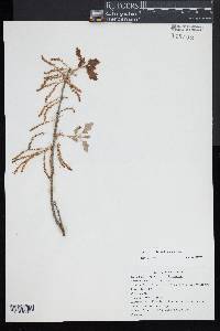 Quercus ilicifolia image