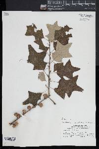 Quercus ilicifolia image