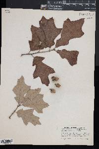 Quercus ilicifolia image