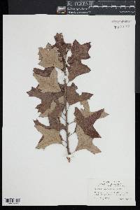 Quercus ilicifolia image