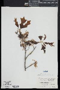 Quercus ilicifolia image