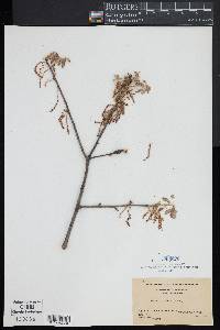 Quercus ilicifolia image