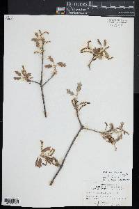 Quercus ilicifolia image