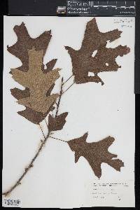 Quercus ilicifolia image