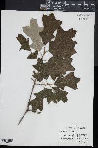 Quercus ilicifolia image