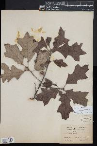 Quercus ilicifolia image