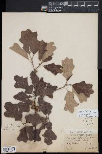 Quercus ilicifolia image