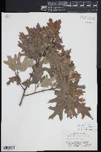 Quercus ilicifolia image