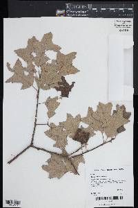 Quercus ilicifolia image