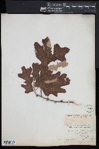 Quercus ilicifolia image