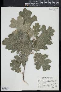 Quercus kelloggii image