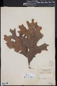 Quercus laevis image