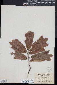 Quercus x ludoviciana image