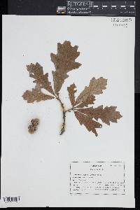 Quercus lyrata image