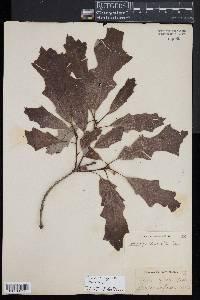 Quercus lyrata image