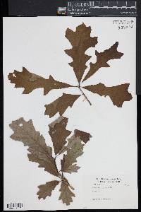 Quercus lyrata image